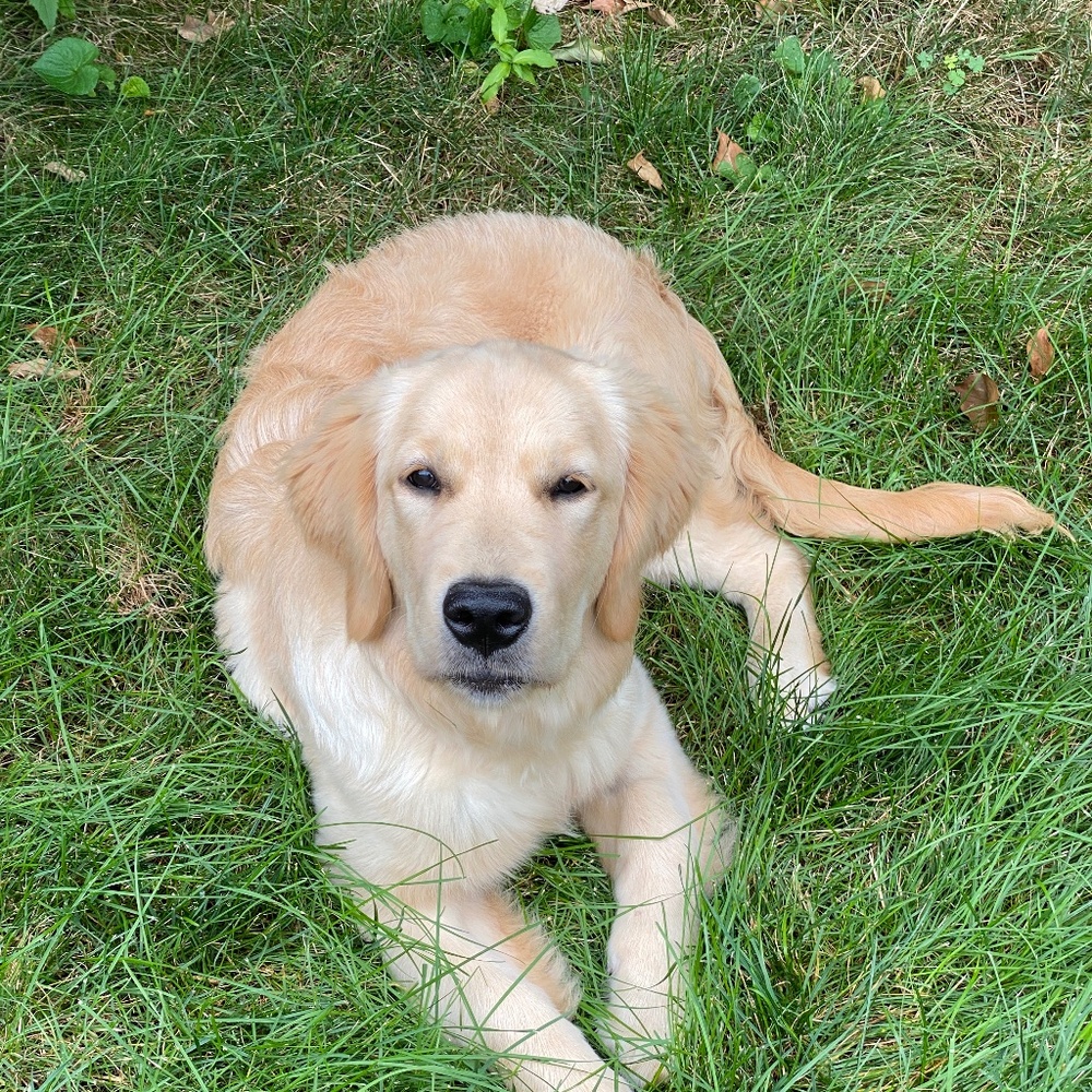 Meet your Posher, Violet